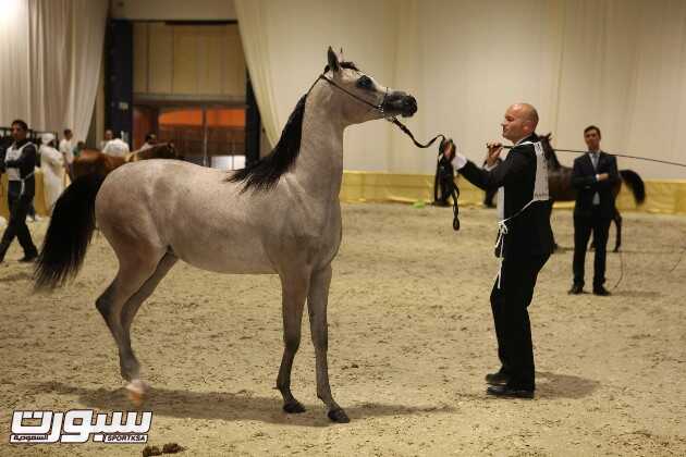 معرض دبي الدولي للخيل 2016