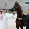 الخيول السعودية تسطع من جديد في دبي