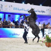 تغطية بطولة جمال الخيل العربية في جدة – عدسة خالد السفياني