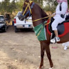 سرايا جي أتش للخيول يحتفل بذكرى التأسيس