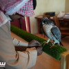 بدء تسجيل المشاركين في المسار الأول في كأس العلا للصقور
