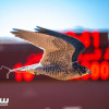 منتجو الصقور ونخبة المحليين يتنافسون في اليوم الثامن لمهرجان الملك عبدالعزيز للصقور 2024