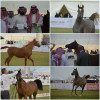 بالصور .. انتقاء الجمال بالجمال صور من مسابقة جمال الخيول العربية